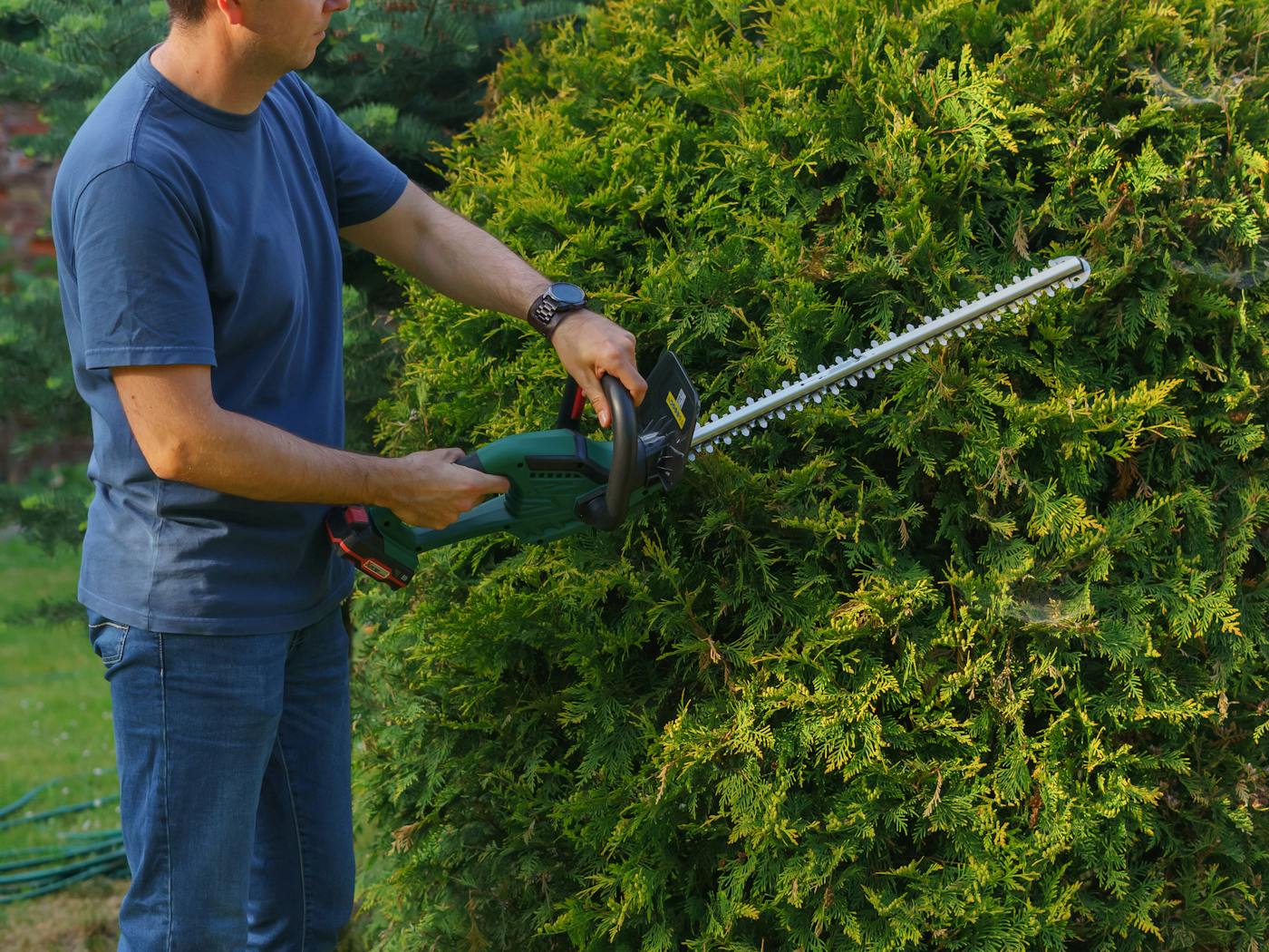 Boxwood hedges shaped clean along a residential walkway.