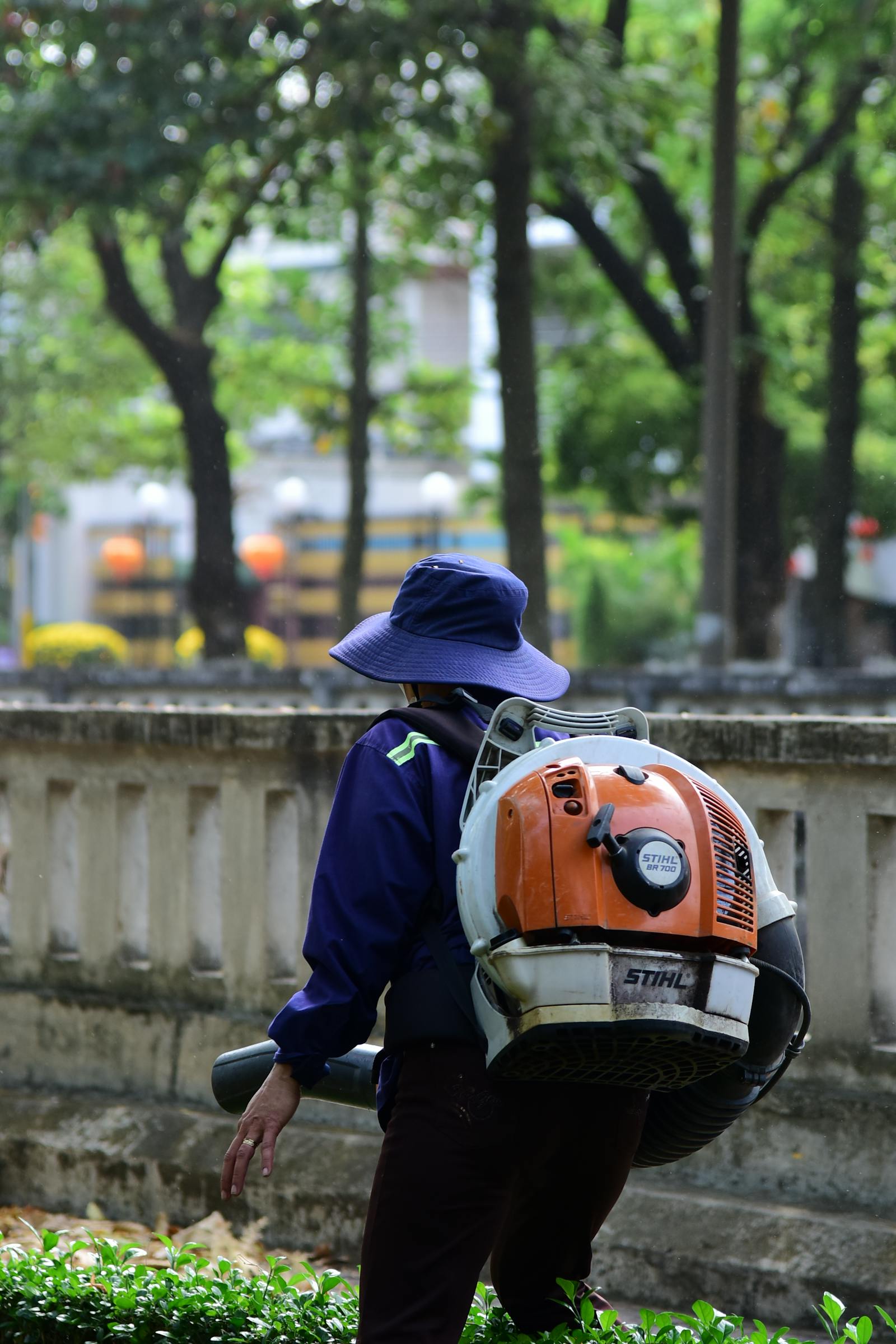 Backpack blower clearing a lawn of fallen oak leaves into a tidy windrow.