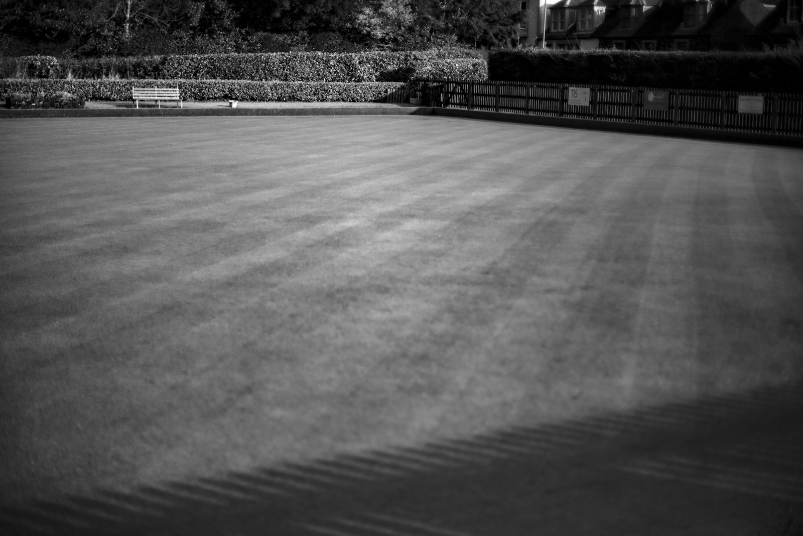 Diagonal mower stripes across a wide North Austin Bermuda lawn.
